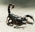 ScorpionS87